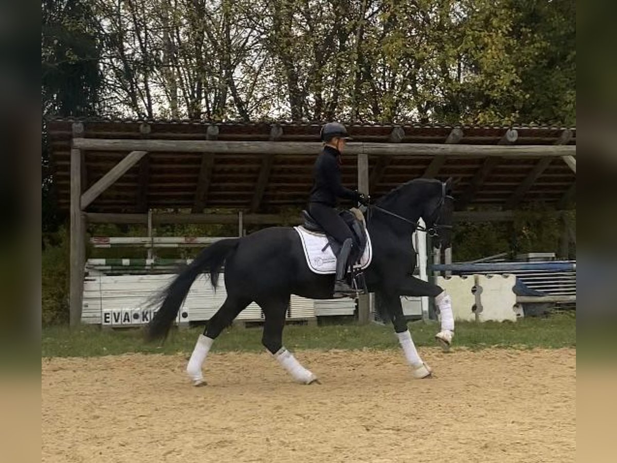 Bawarski koń gorącokrwisty Wałach 3 lat 163 cm Kara in Mainburg