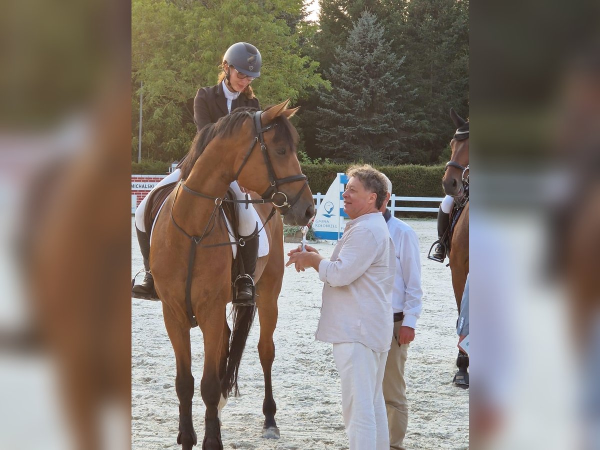 Bawarski koń gorącokrwisty Wałach 6 lat 172 cm Gniada in Bergtheim