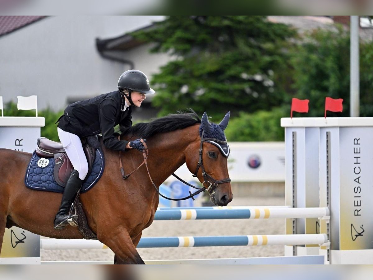 Bawarski koń gorącokrwisty Wałach 7 lat 166 cm Ciemnogniada in Schondorf am Ammersee