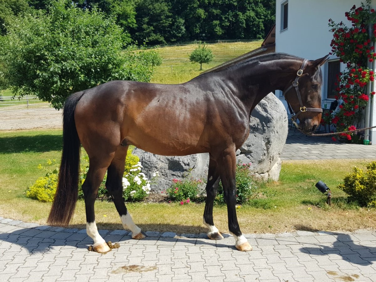 Bawarski koń gorącokrwisty Wałach 7 lat 172 cm Ciemnogniada in Erharting