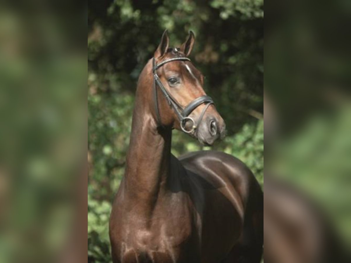 Bayerisches warmbloed Hengst Bruin in Löningen