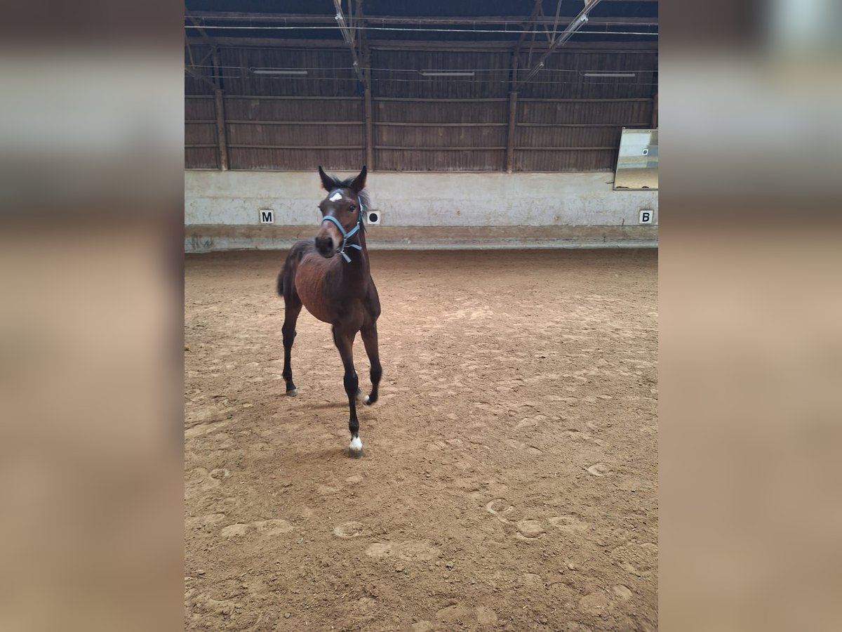 Bayerisches warmbloed Hengst veulen (03/2024) Donkerbruin in Lintach