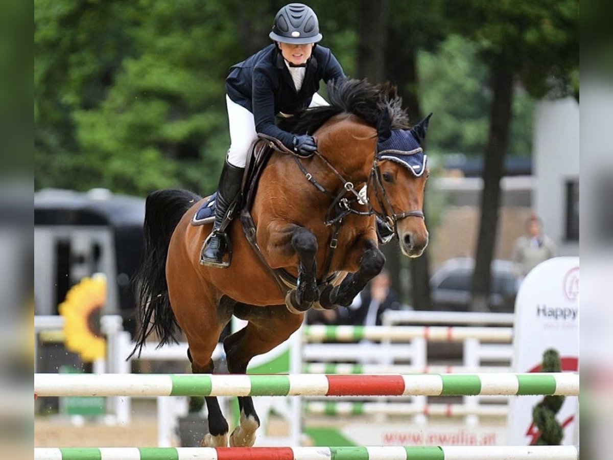 Bayerisches warmbloed Merrie 11 Jaar 161 cm Bruin in Seeshaupt