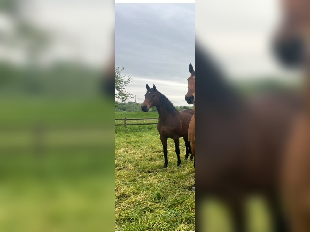 Bayerisches warmbloed Merrie 11 Jaar 166 cm Bruin in Bad Griesbach im Rottal