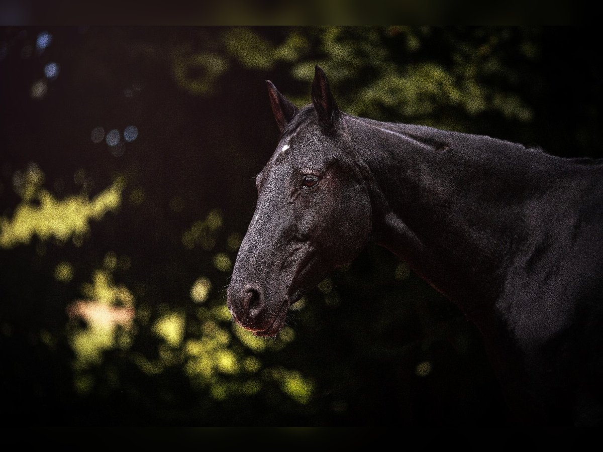 Bayerisches warmbloed Merrie 12 Jaar 164 cm Zwart in Roding