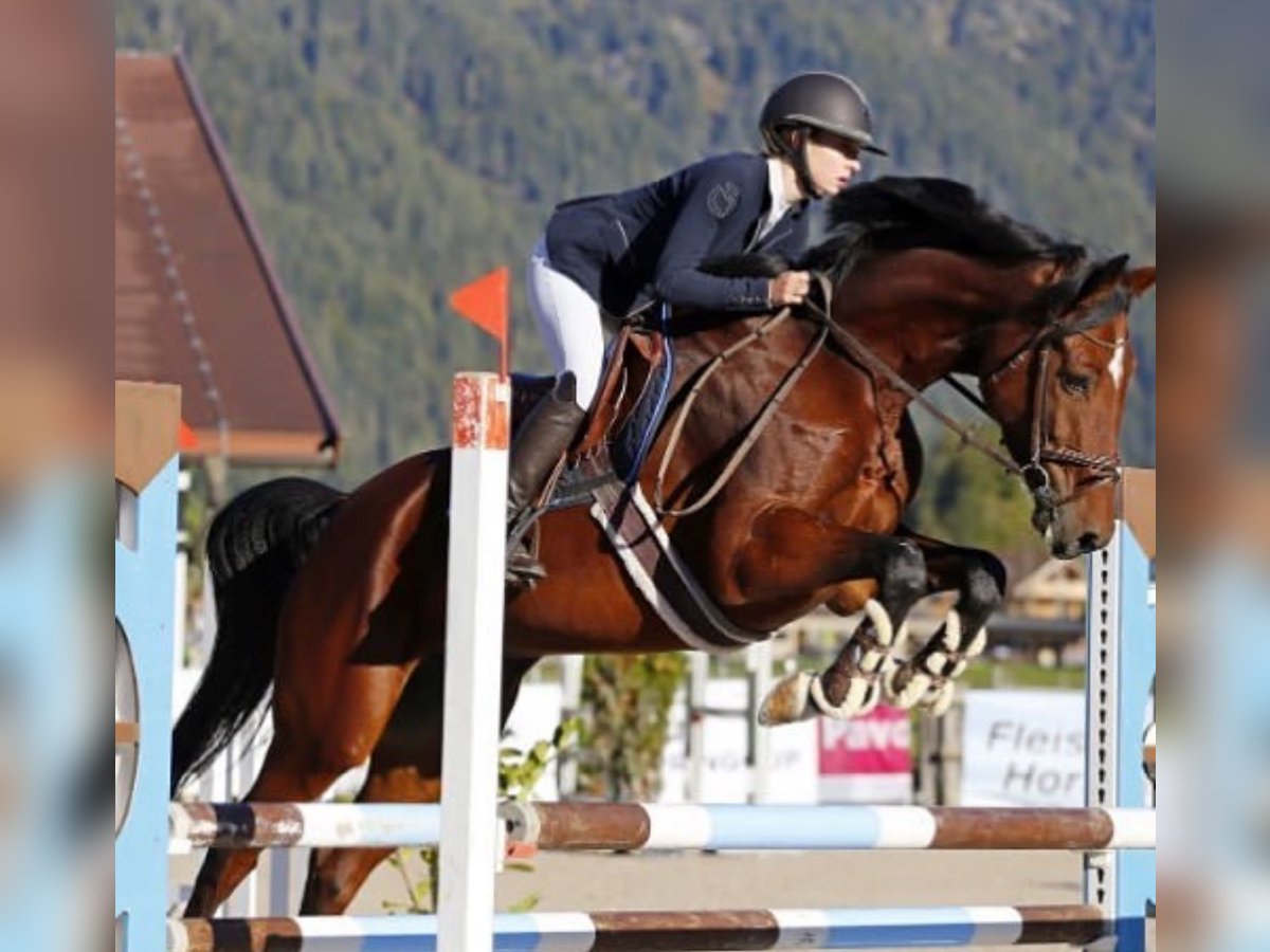 Bayerisches warmbloed Merrie 12 Jaar 167 cm Bruin in Fraunberg