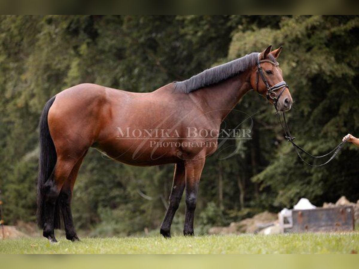 Bayerisches warmbloed Merrie 12 Jaar 168 cm Bruin in Laaber