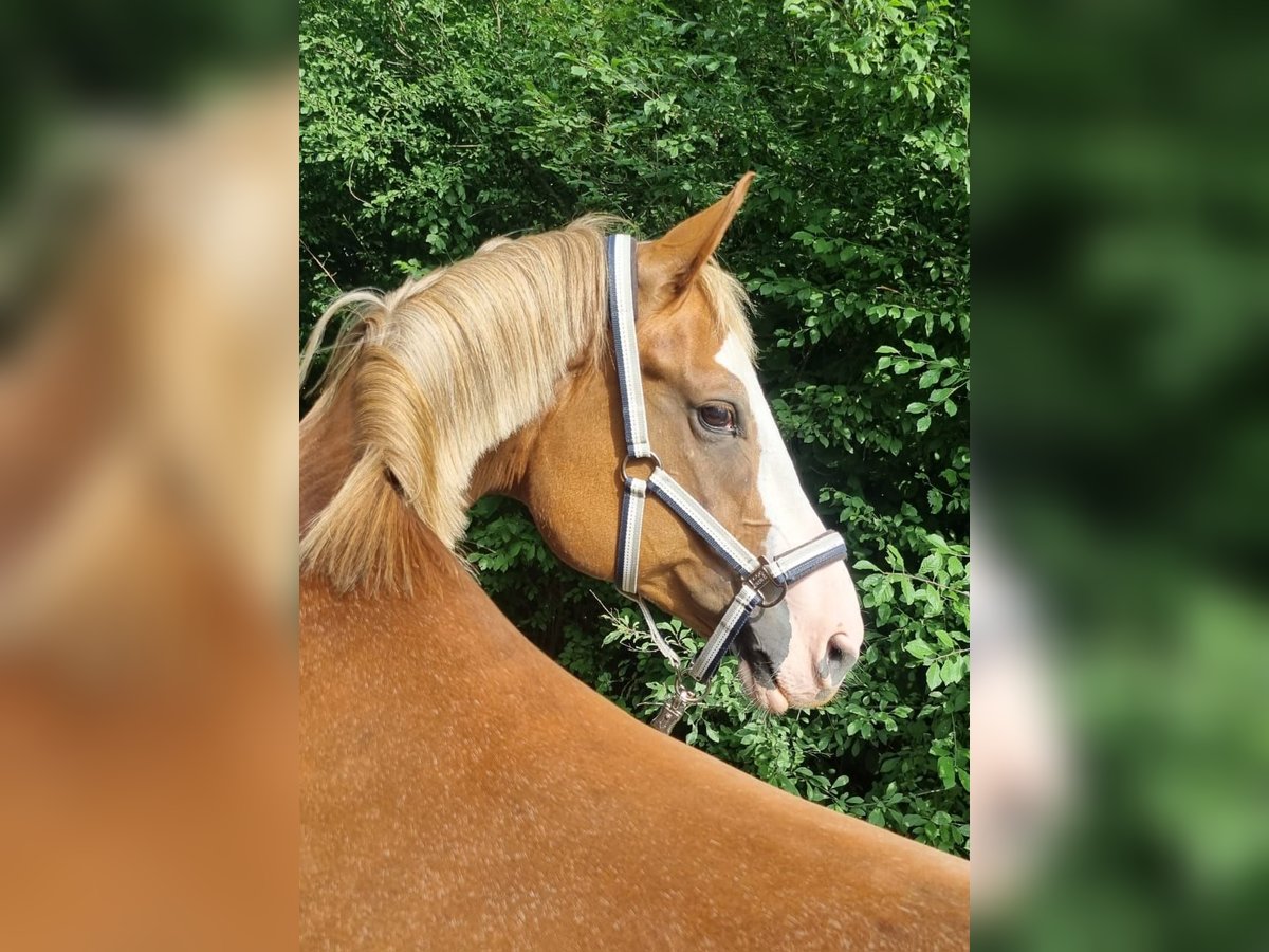 Bayerisches warmbloed Merrie 12 Jaar 170 cm Donkere-vos in Fulda