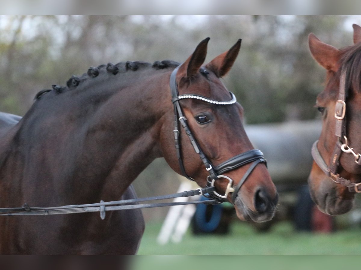 Bayerisches warmbloed Merrie 12 Jaar 171 cm Donkerbruin in Erftstadt