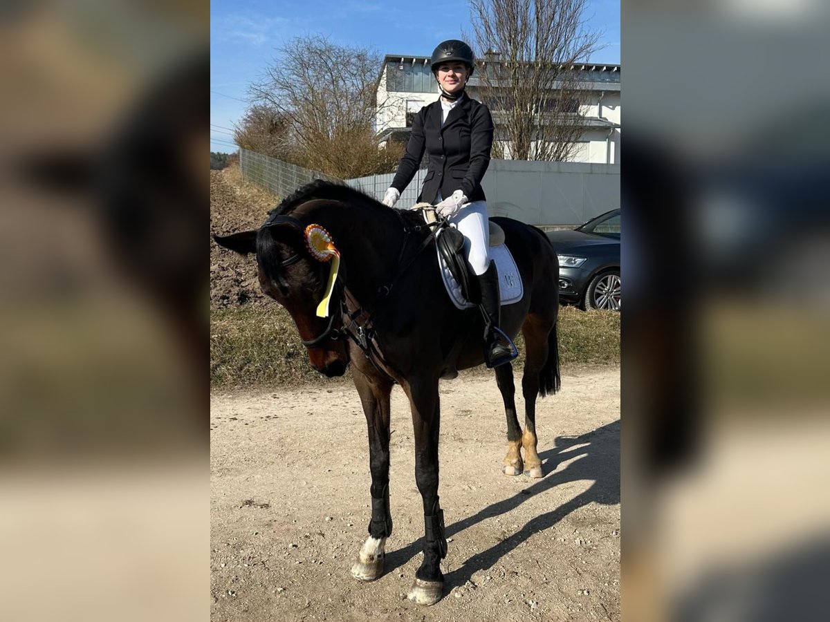 Bayerisches warmbloed Merrie 12 Jaar Bruin in Petersaurach