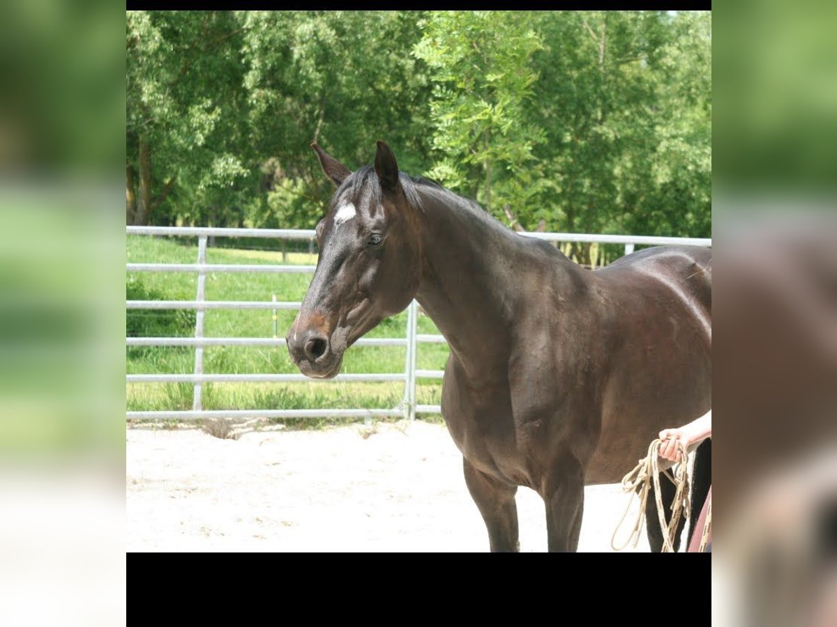 Bayerisches warmbloed Merrie 13 Jaar 158 cm Donkerbruin in Betzigau