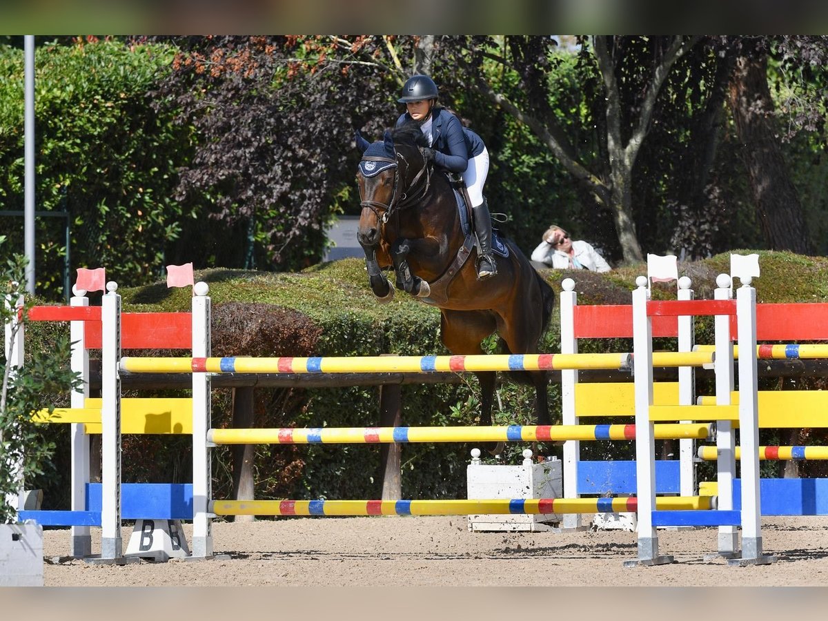 Bayerisches warmbloed Merrie 13 Jaar 166 cm Donkerbruin in Weichs