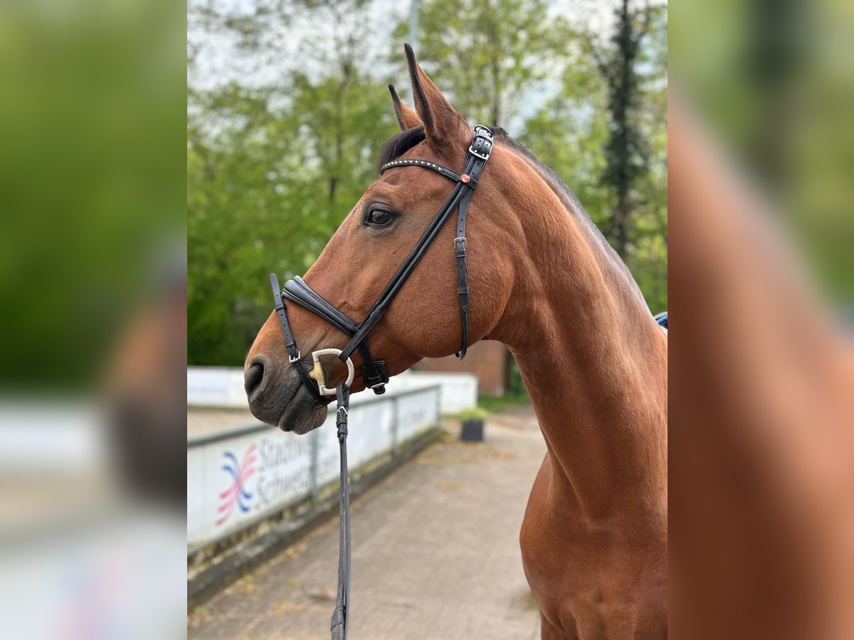 Bayerisches warmbloed Merrie 13 Jaar 174 cm Bruin in Schwetzingen