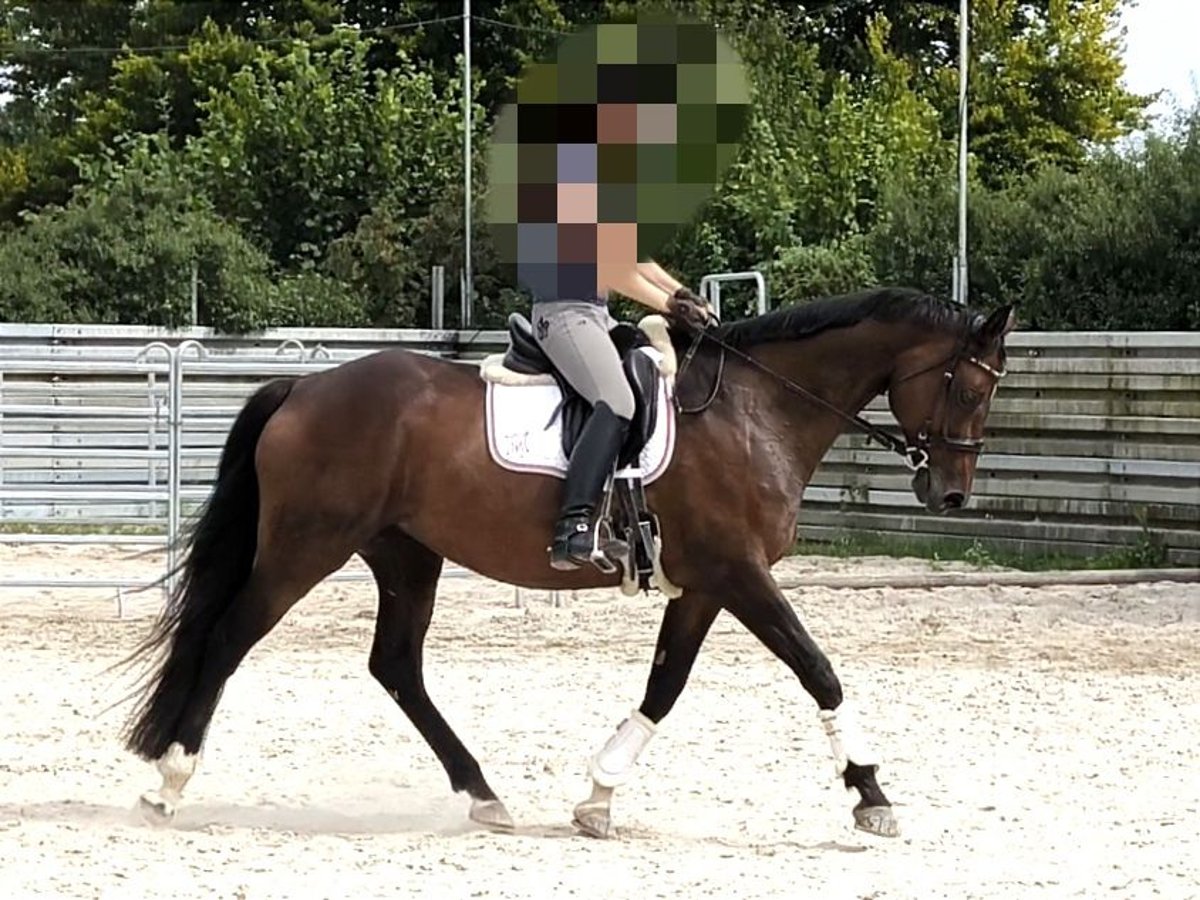 Bayerisches warmbloed Merrie 14 Jaar 165 cm Bruin in Hollfeld