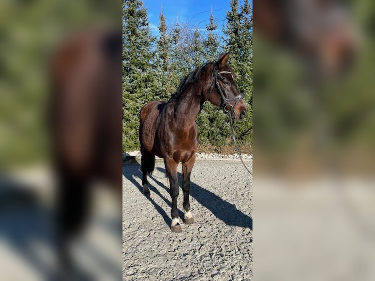 Bayerisches warmbloed Merrie 14 Jaar 165 cm Donkerbruin in Drackenstein