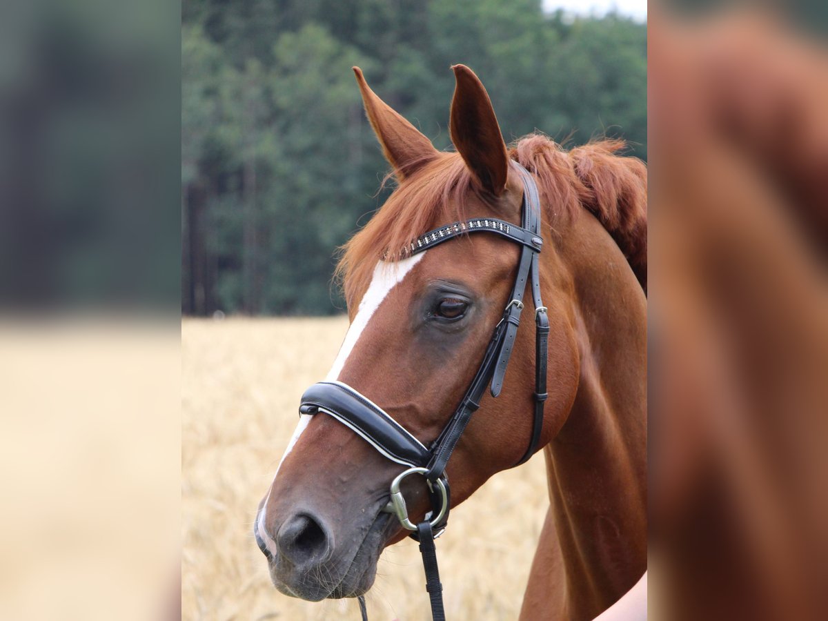 Bayerisches warmbloed Merrie 14 Jaar 165 cm Vos in Laupheim