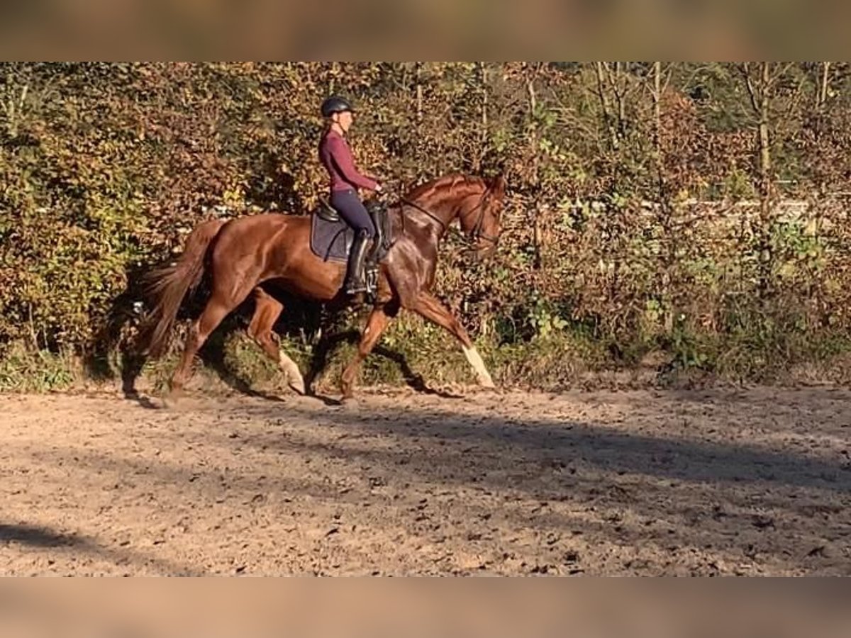 Bayerisches warmbloed Merrie 14 Jaar 166 cm in Viernheim