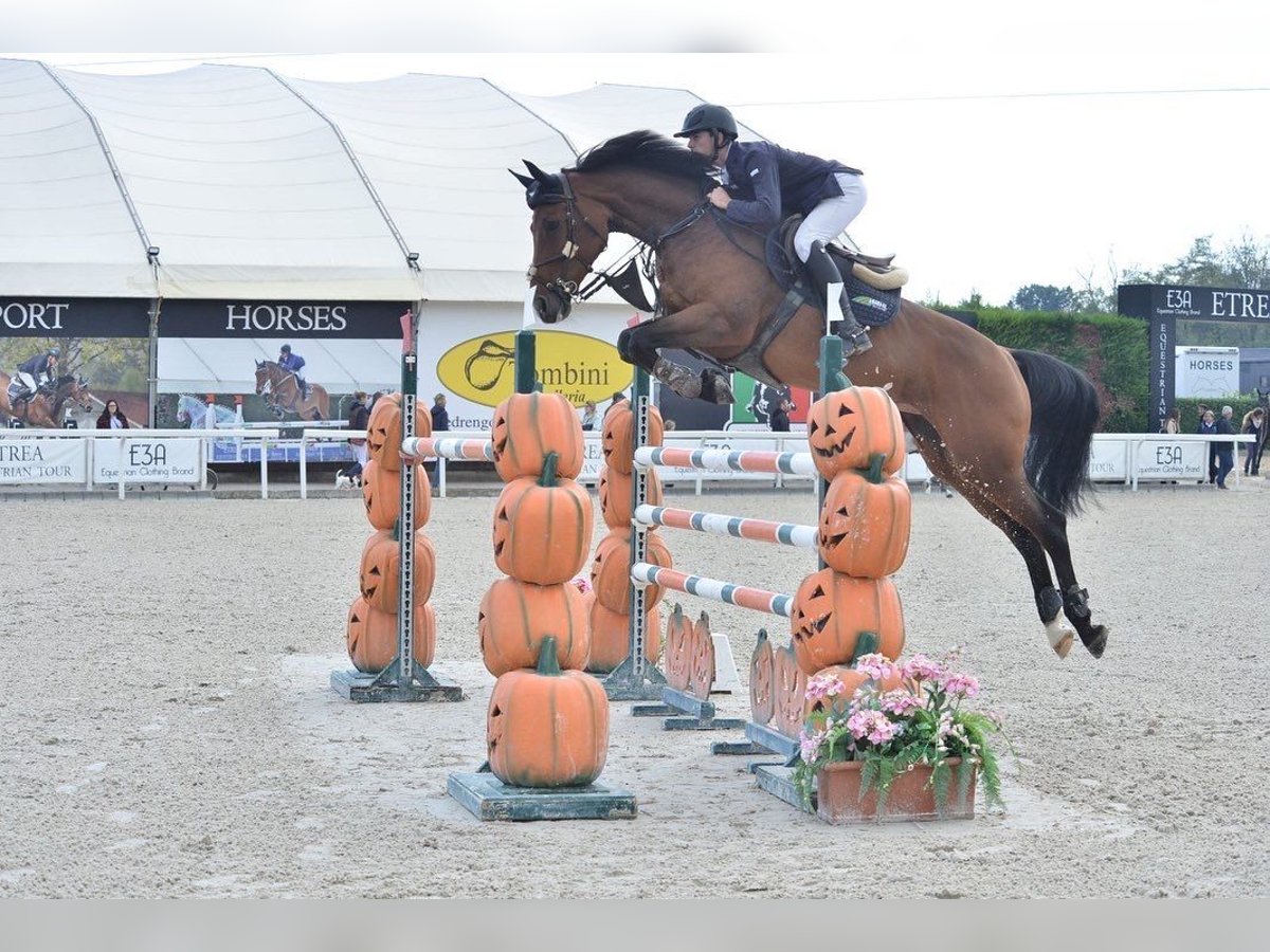 Bayerisches warmbloed Merrie 14 Jaar 168 cm Bruin in Memmingen