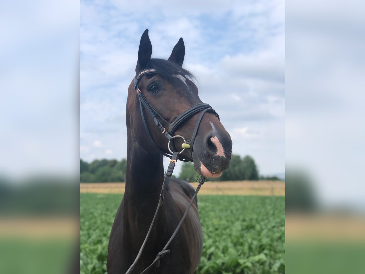 Bayerisches warmbloed Merrie 14 Jaar 178 cm Donkerbruin in Elchingen