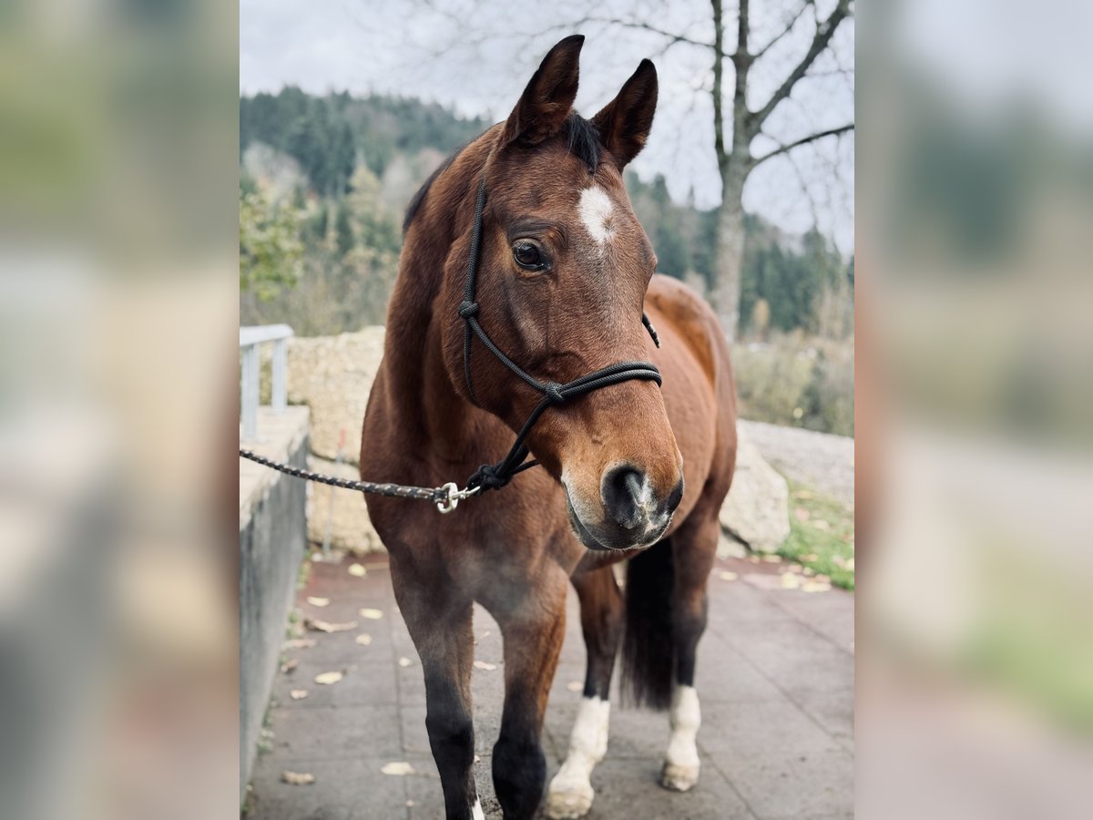 Bayerisches warmbloed Merrie 15 Jaar 165 cm in Pabneukirchen