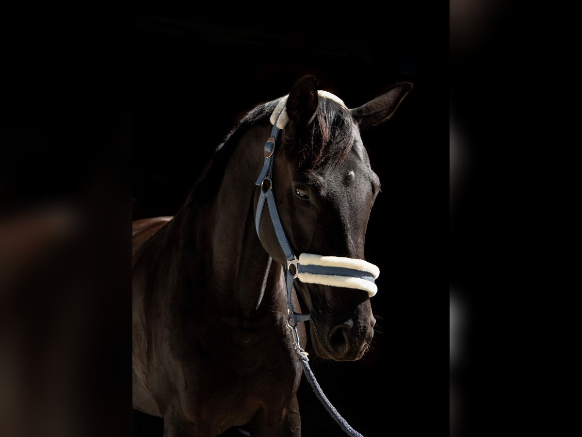 Bayerisches warmbloed Merrie 15 Jaar 168 cm Zwart in Obersaxen