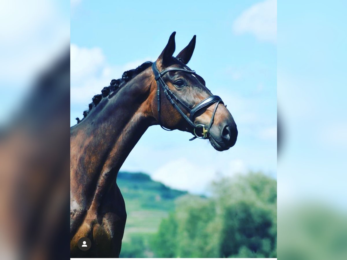 Bayerisches warmbloed Merrie 15 Jaar 174 cm Donkerbruin in Ihringen