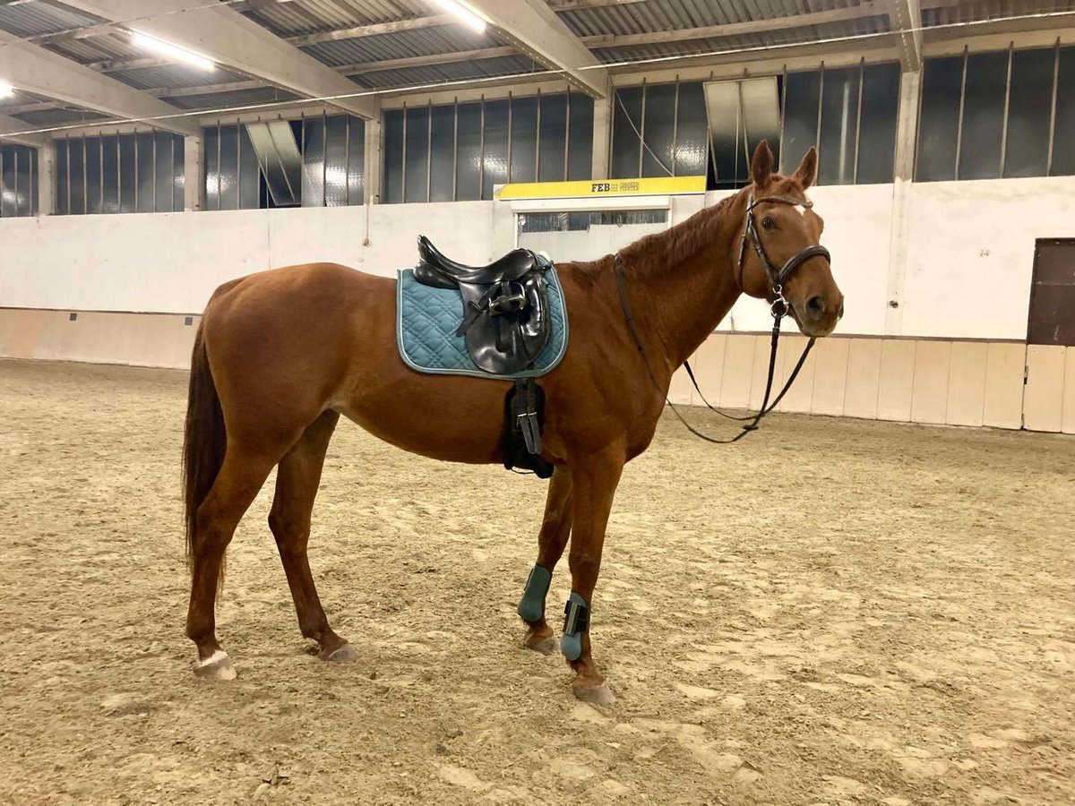 Bayerisches warmbloed Merrie 16 Jaar 165 cm Vos in Remlingen