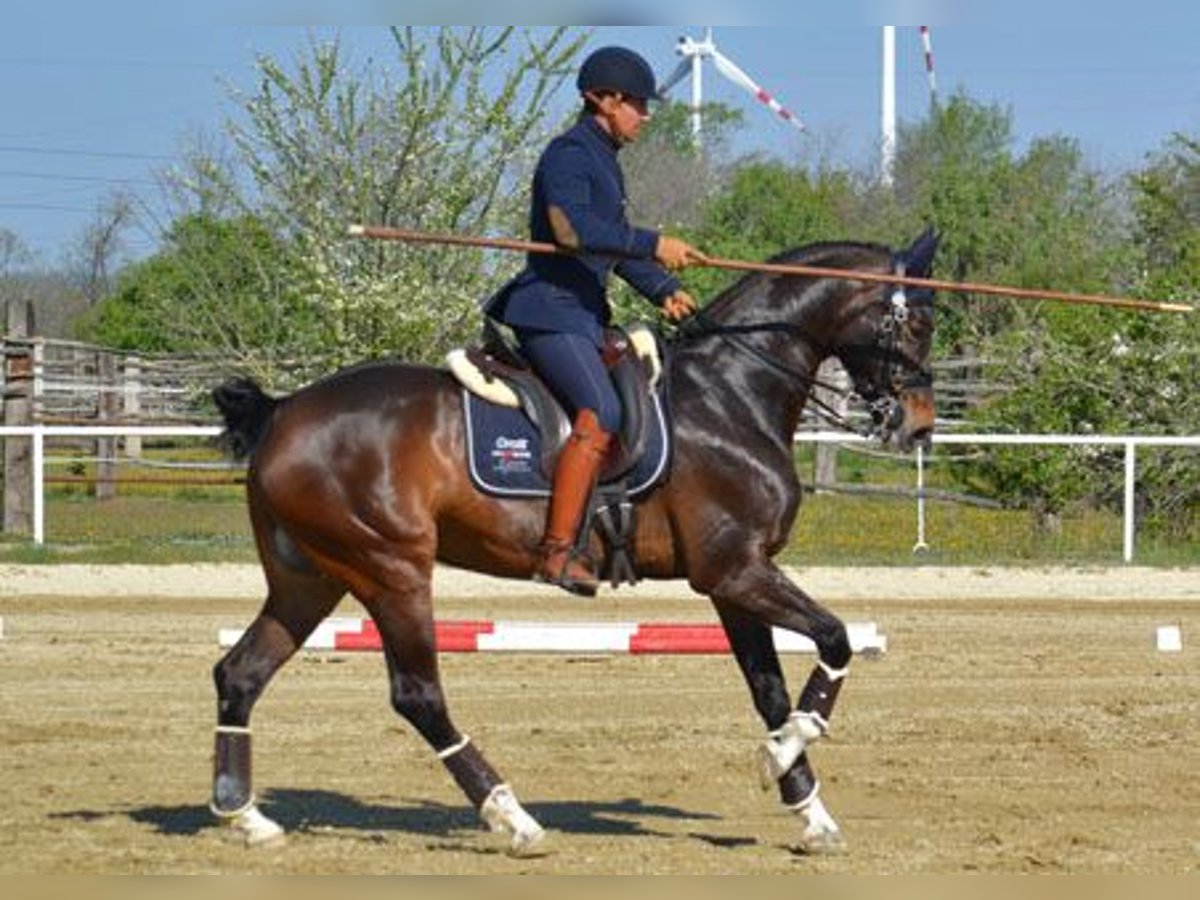 Bayerisches warmbloed Merrie 16 Jaar 169 cm Bruin in Parsberg