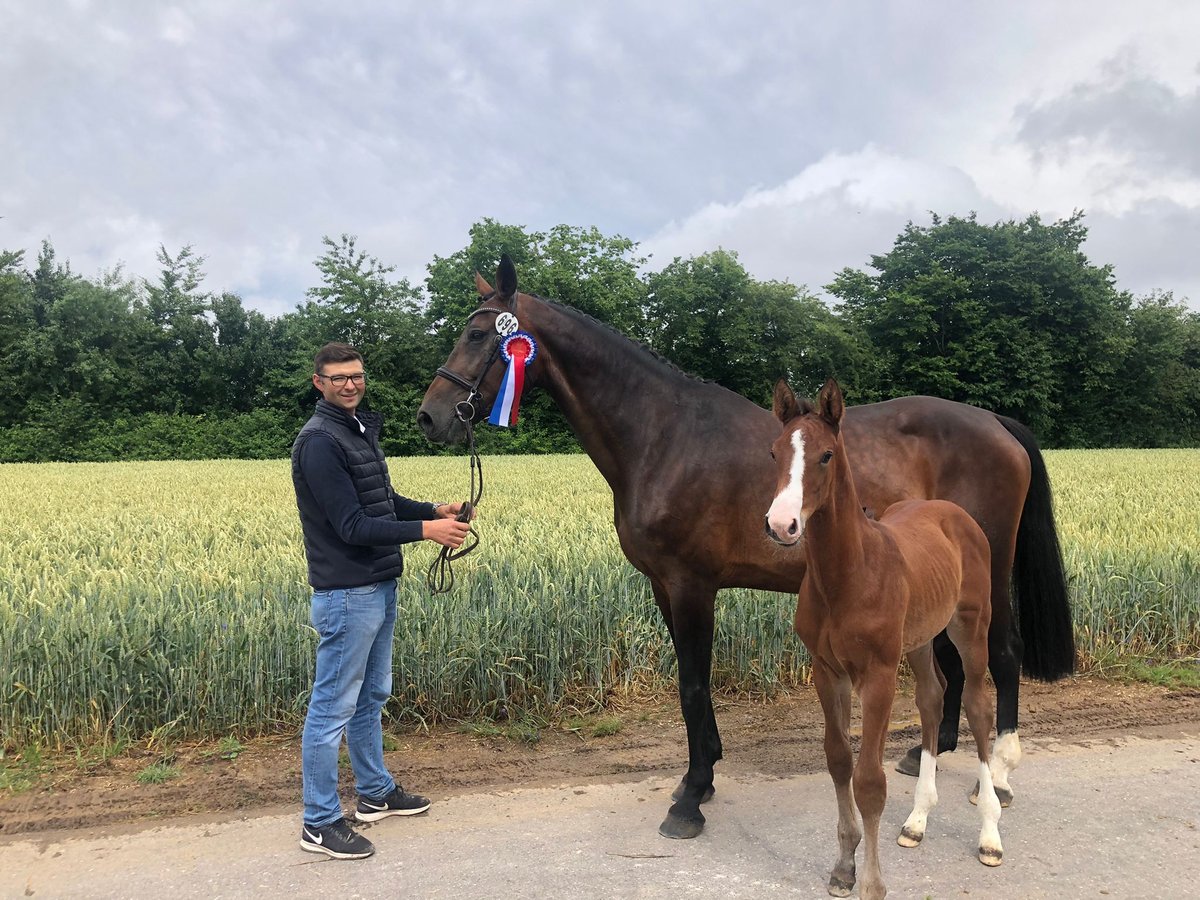 Bayerisches warmbloed Merrie 16 Jaar 175 cm Bruin in Neuburg an der Kammel