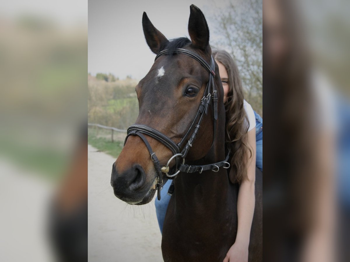 Bayerisches warmbloed Merrie 17 Jaar 160 cm Donkerbruin in Engstingen