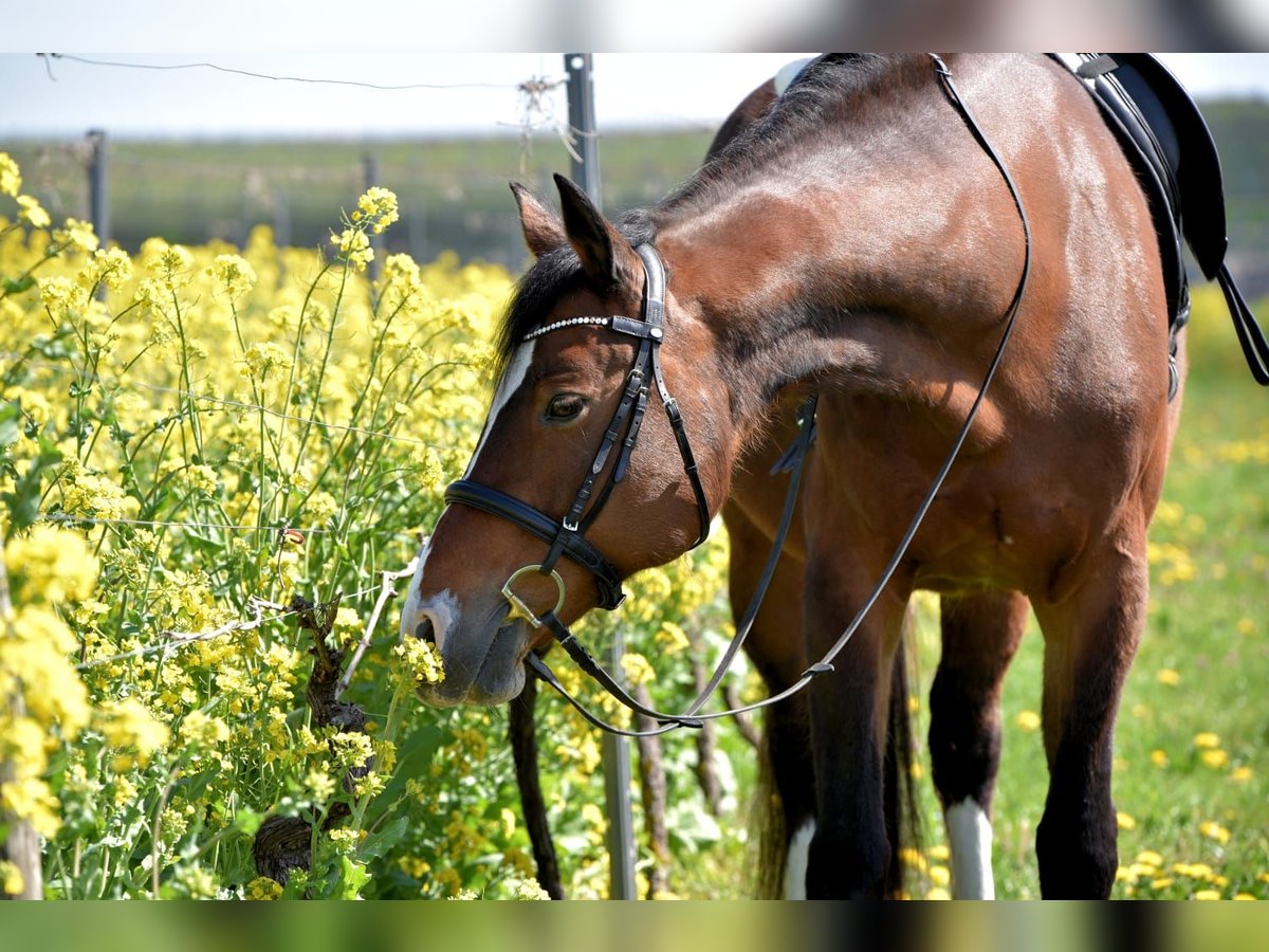 Bayerisches warmbloed Merrie 18 Jaar 168 cm Bruin in Wonsheim