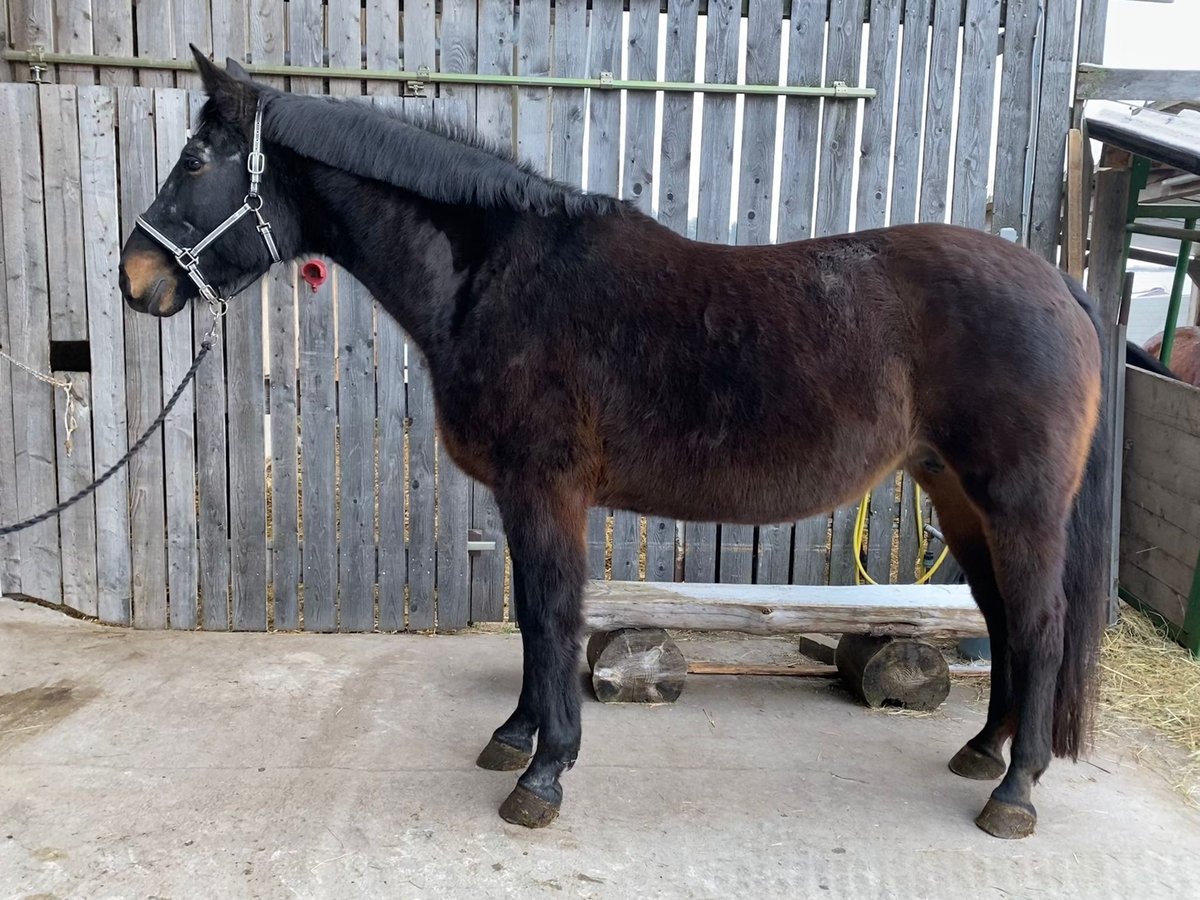 Bayerisches warmbloed Merrie 20 Jaar Donkerbruin in Schopfloch