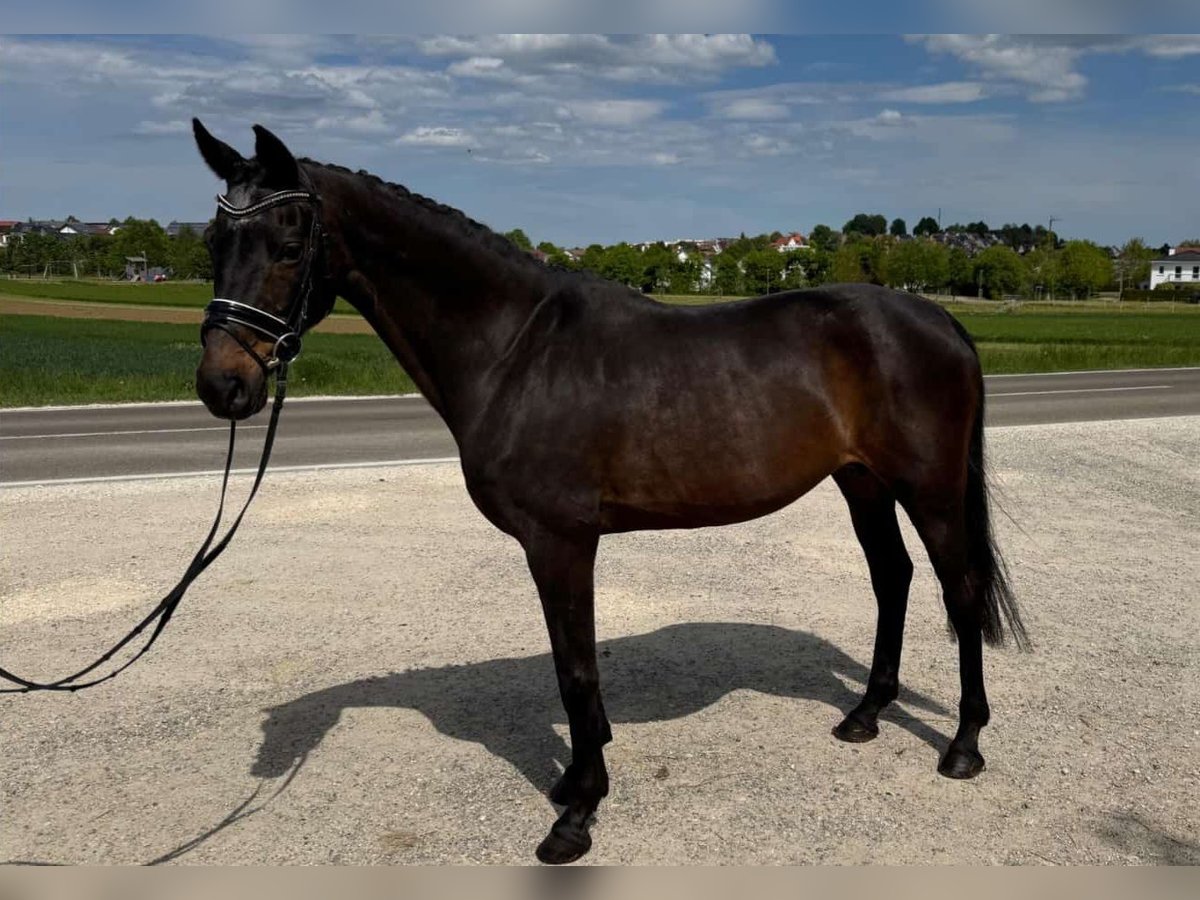 Bayerisches warmbloed Merrie 22 Jaar 169 cm Bruin in Laichingen