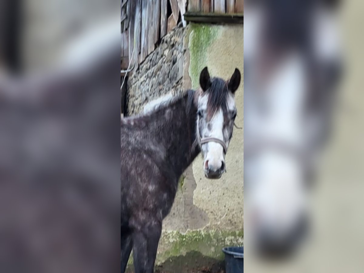 Bayerisches warmbloed Merrie 3 Jaar 175 cm Schimmel in Thierstein