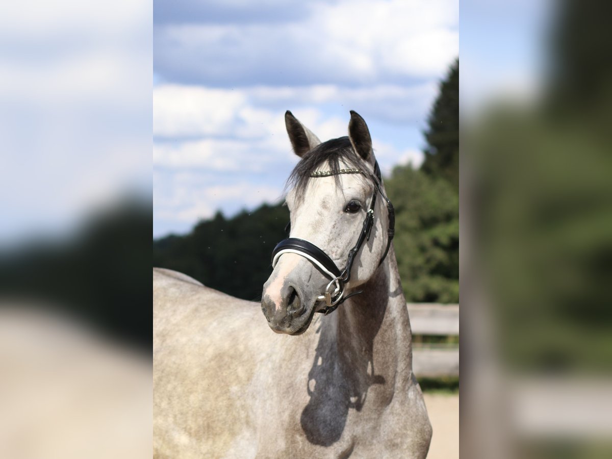 Bayerisches warmbloed Merrie 4 Jaar 162 cm Schimmel in Weismain