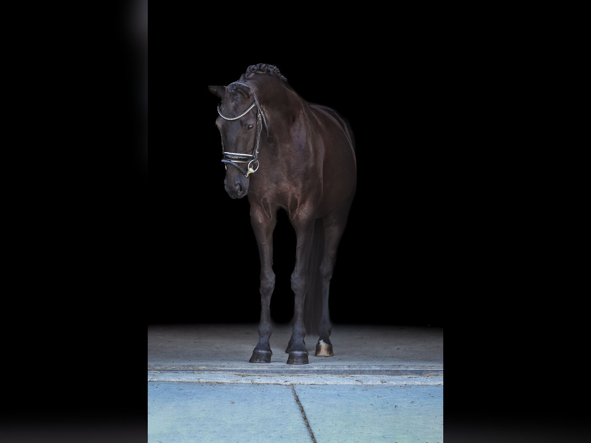 Bayerisches warmbloed Merrie 4 Jaar 165 cm Zwart in Bodenkirchen