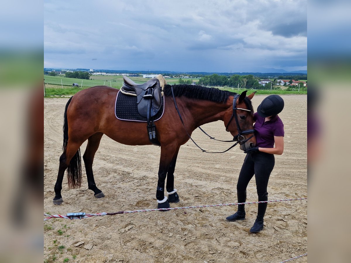 Bayerisches warmbloed Merrie 4 Jaar 168 cm Bruin in Oberschwaig