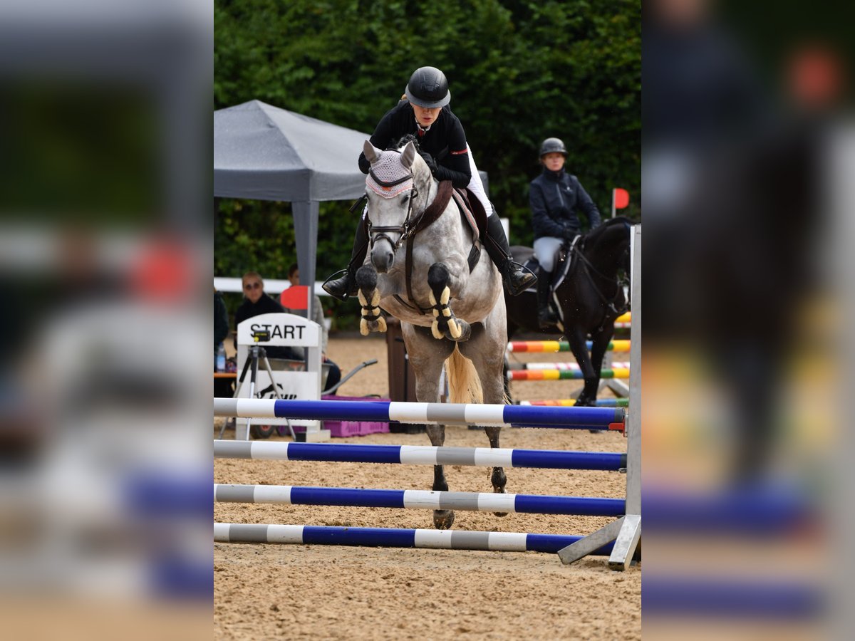 Bayerisches warmbloed Merrie 5 Jaar 164 cm Appelschimmel in Weichs