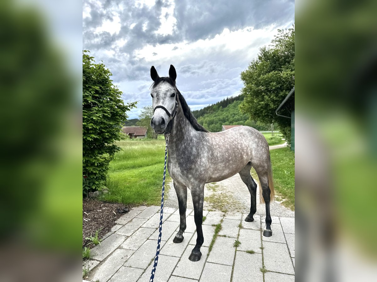 Bayerisches warmbloed Merrie 5 Jaar 165 cm Appelschimmel in Aichstetten