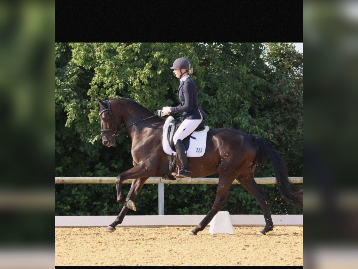 Bayerisches warmbloed Merrie 5 Jaar 170 cm Zwart in Landshut