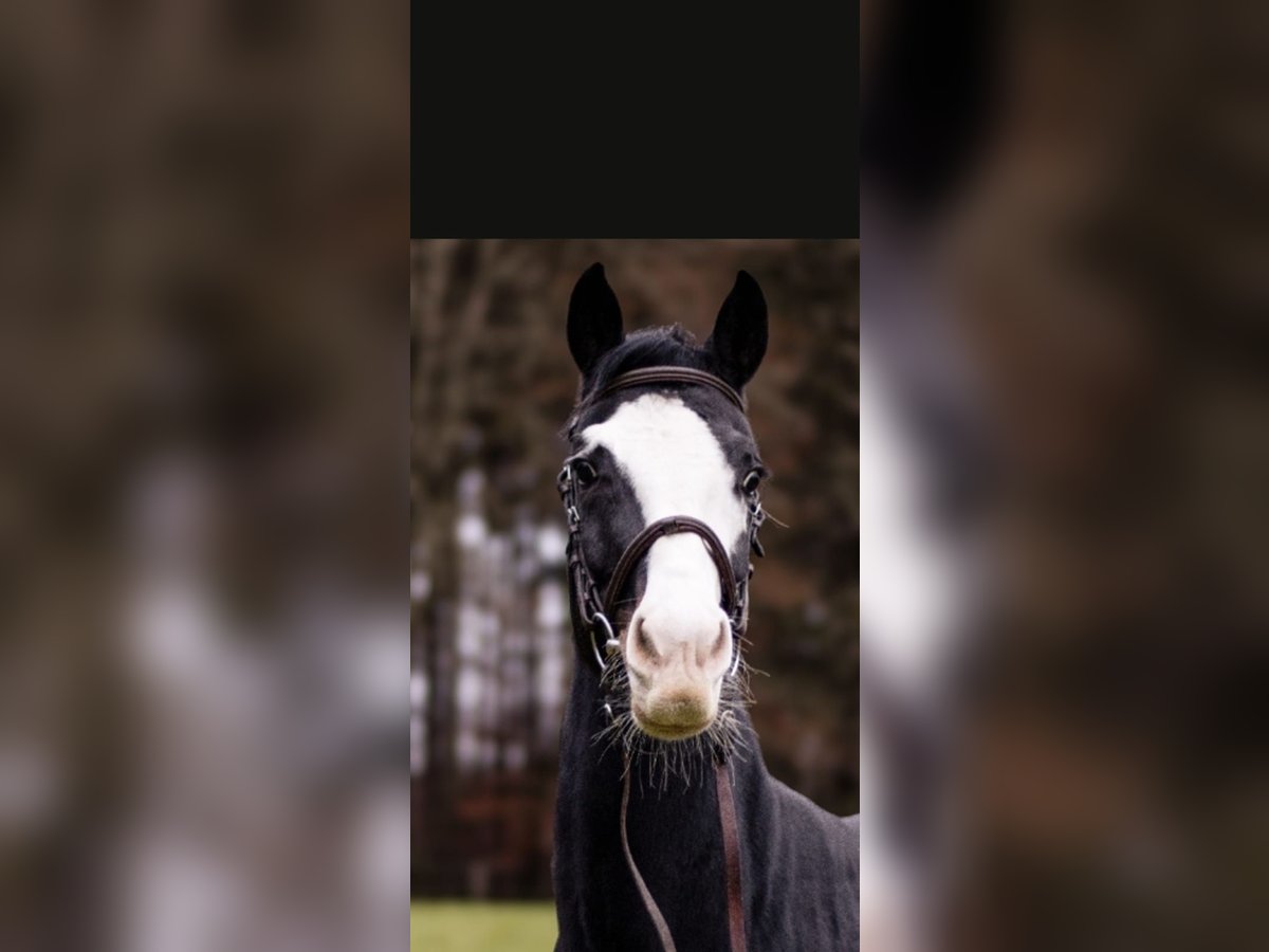 Bayerisches warmbloed Merrie 6 Jaar 164 cm Zwart in Ampfing