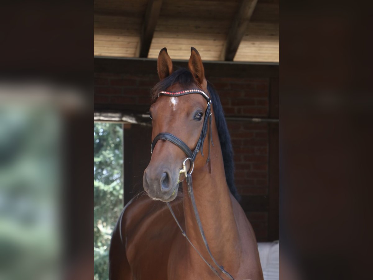 Bayerisches warmbloed Merrie 6 Jaar 169 cm in Veitsbronn