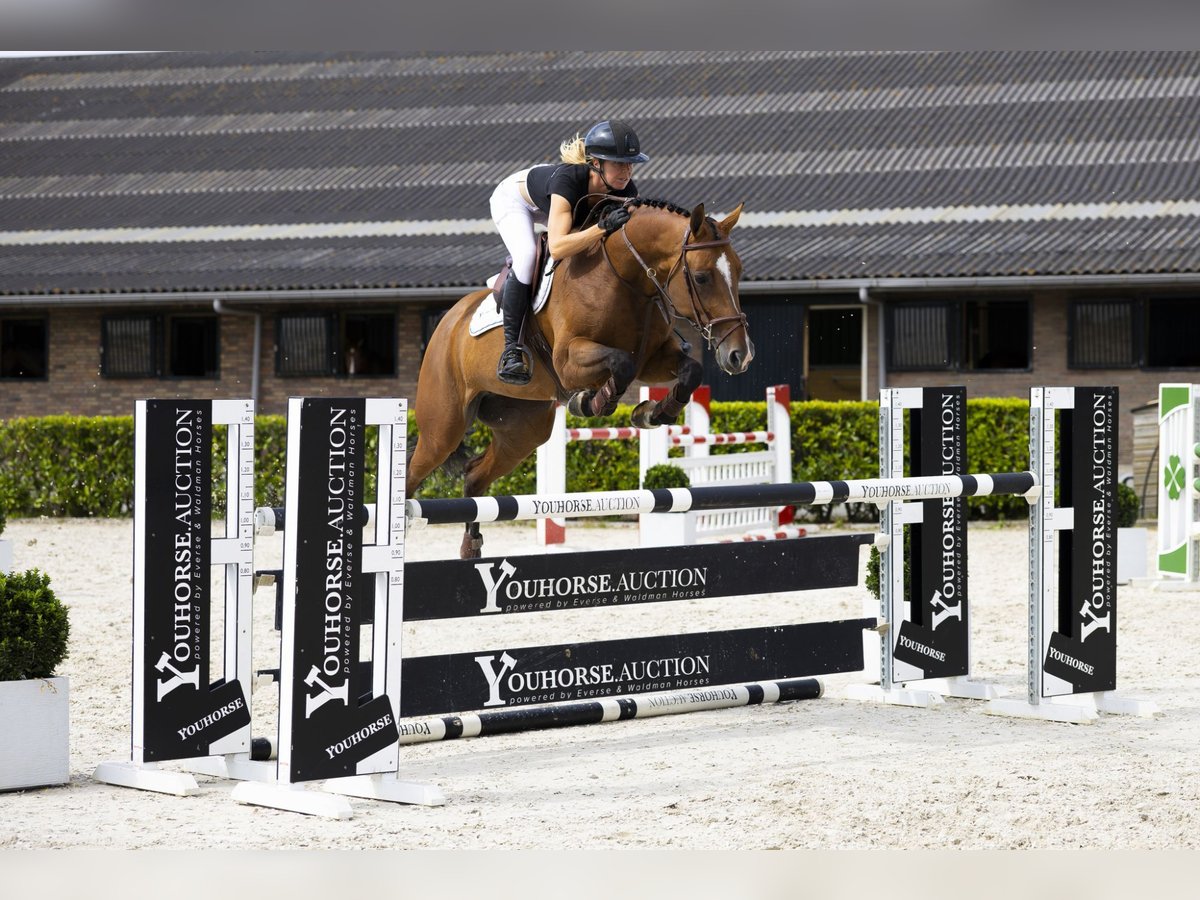 Bayerisches warmbloed Merrie 7 Jaar 165 cm Bruin in Waddinxveen