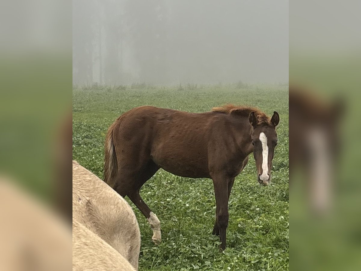 Bayerisches warmbloed Merrie Veulen (04/2025) 170 cm Donkere-vos in Bad Berneck im Fichtelgebirge
