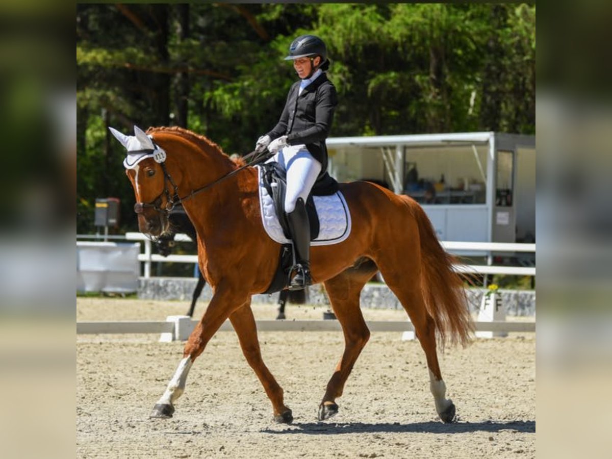 Bayerisches warmbloed Ruin 12 Jaar 170 cm Vos in Schaan