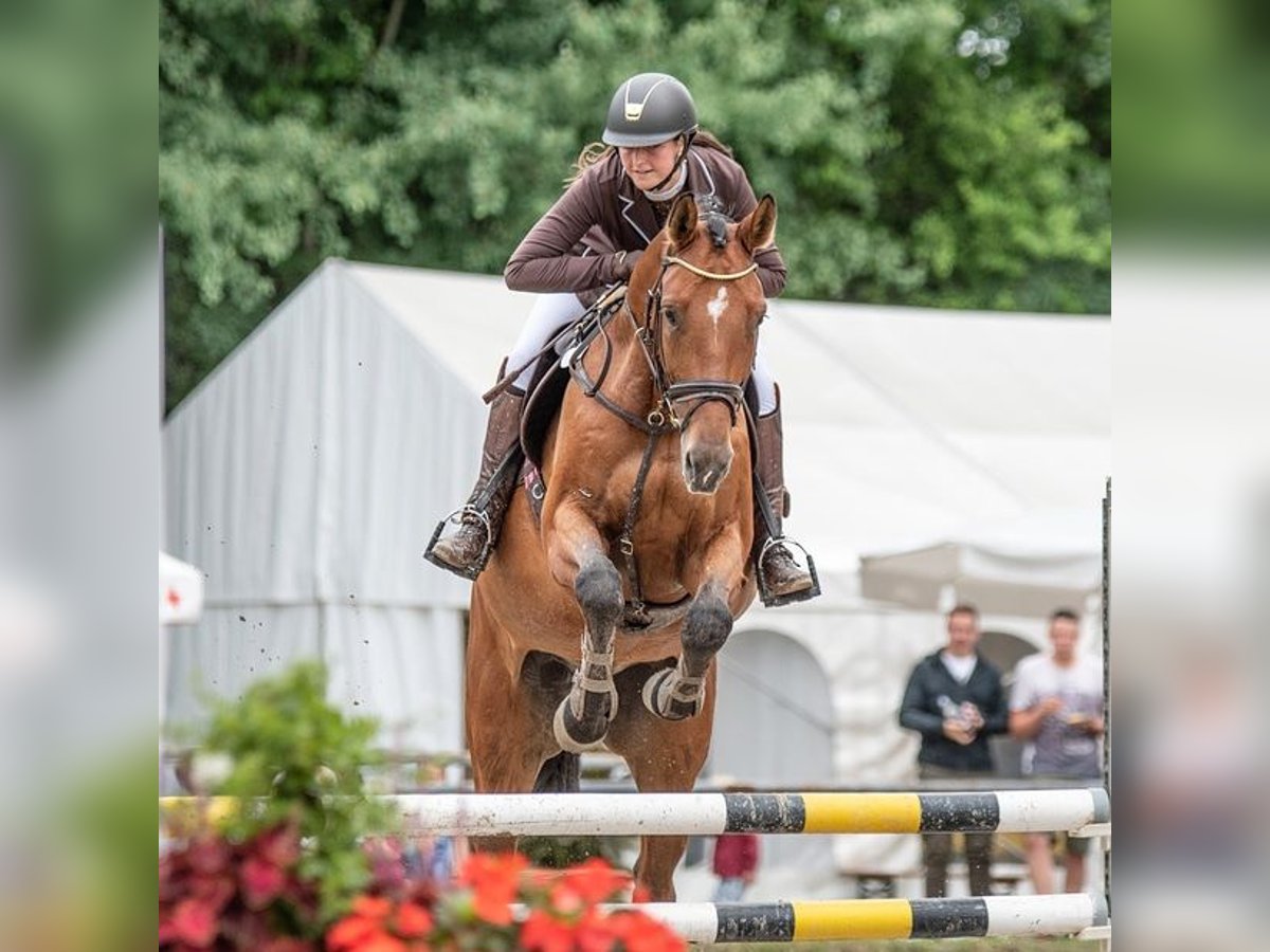 Bayerisches warmbloed Ruin 13 Jaar 175 cm Bruin in Weiler-Simmerberg