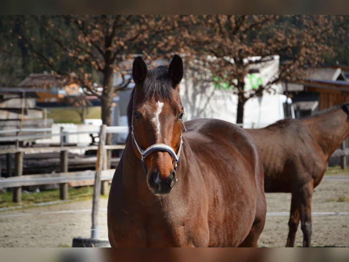 Bayerisches warmbloed Ruin 14 Jaar 165 cm Bruin in Reutte