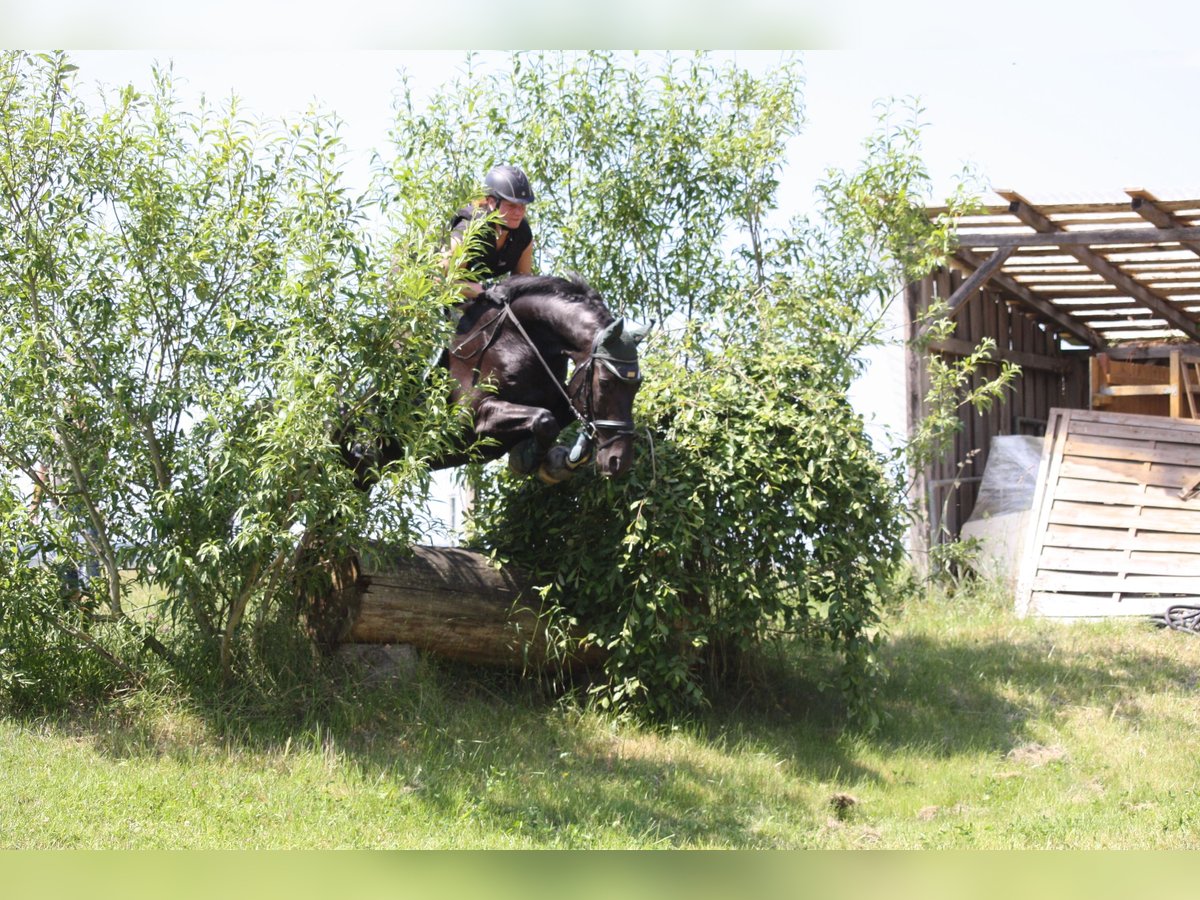 Bayerisches warmbloed Ruin 15 Jaar 167 cm Zwart in Thierhaupten