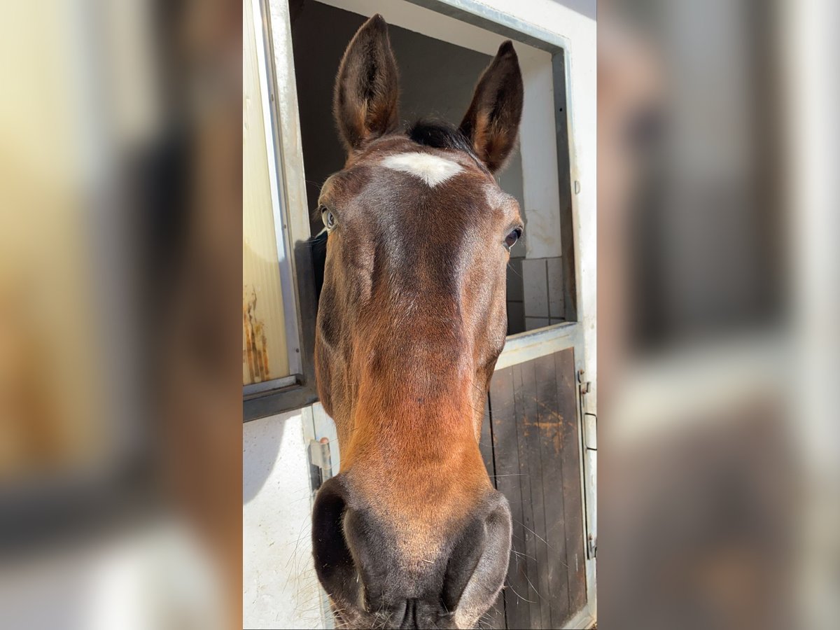 Bayerisches warmbloed Ruin 15 Jaar 174 cm Bruin in Geiselhöring