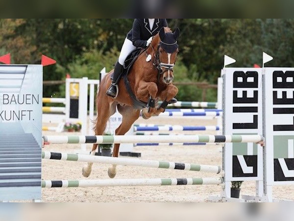 Bayerisches warmbloed Ruin 16 Jaar in Gammertingen